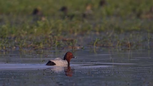 Common Pochard duck swimming in the lake