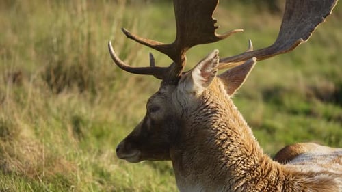 Side Profile of Fallow Deer with Striking Antlers Resting in Grassy Field Spotted Buck Reclining
