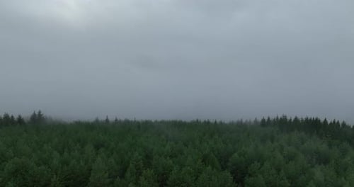Aerial View of Vast Green Forest and Clouds