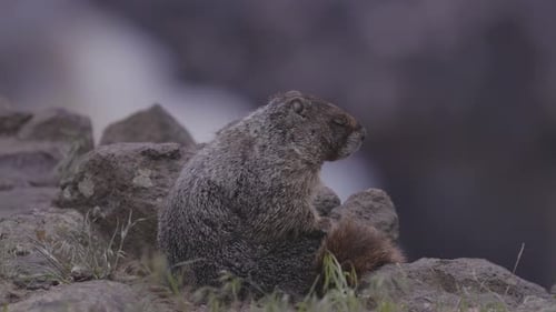 Marmot in American Nature Landscape During Cloudy Day