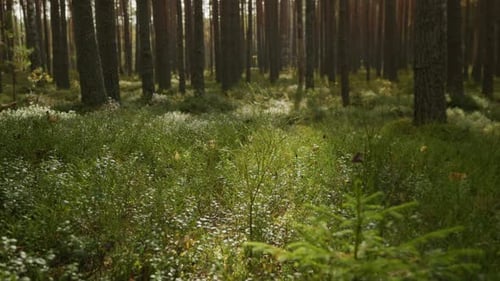 Beautiful Atmospheric Shot of Forest Nature Green Grass Shrubs and Moss