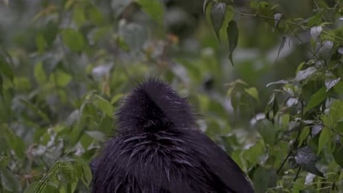 Klammeraffen essen im Dschungel des Atitlán-Sees