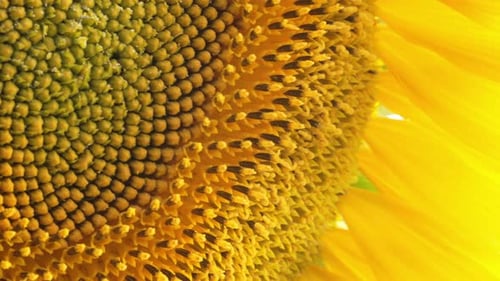 Macro Young Inflorescence Bud of Sunflower Early Organic Growth Crops Petals