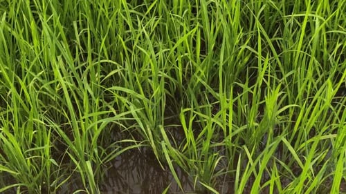 a close up of green paddy plant
