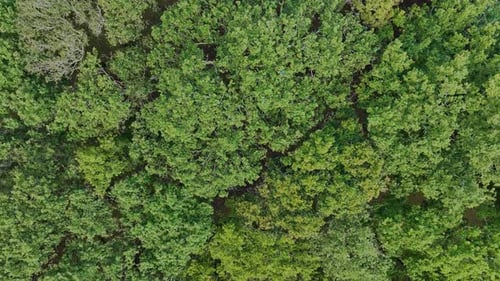 Rotating Dense Foliage Of Tree Canopy Over Mountain Hikes. Orbiting