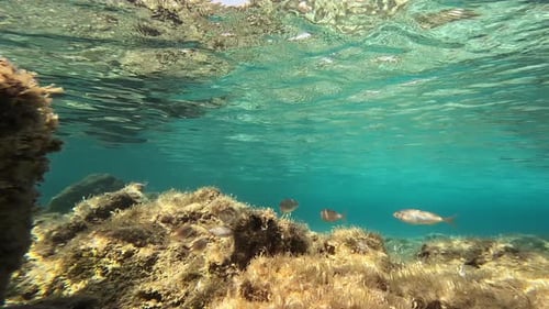 Sarpa Fish Sets Sail Underwater