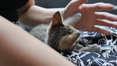 Ein grau gestreiftes Kätzchen spielt mit der Hand einer Frau, die auf dem Schoß der Gastgeberin liegt