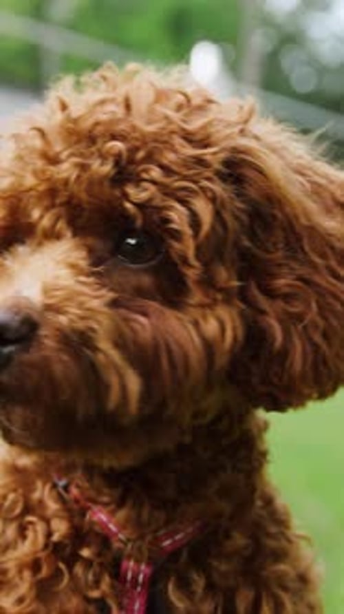 Portrait d'un mignon chien Maltipoo brun marchant dans le parc avec son propriétaire assis en arrière-plan