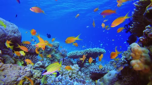 Coral Garden Orange Fish