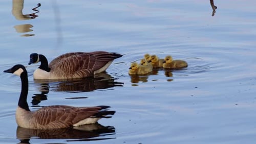 Geese Family Swimming in Natural Pond Setting