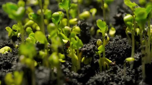 Macro shot of seed growing into a small plant with fresh green leaves over time.