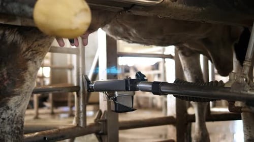 Le processus de lavage du pis dans une ferme laitière moderne