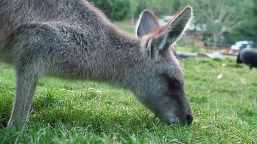 Joey Western Grey Kangourou mangeant de l'herbe pendant la journée dans un parc forestier. - Plan rapproché