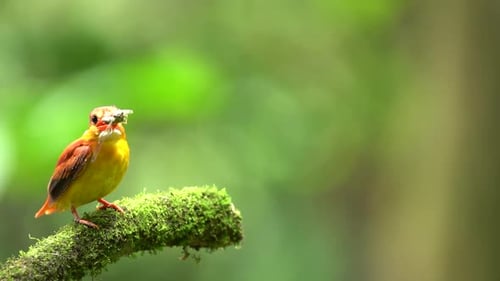 The common kingfisher (Alcedo atthis), also known as the Eurasian kingfisher and river kingfisher, i