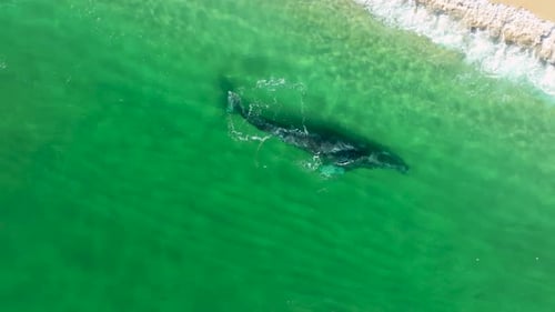Whale Swimming Near Sandy Beach From Above