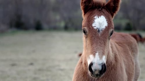 Curious Brown Foal with White Markings in Field