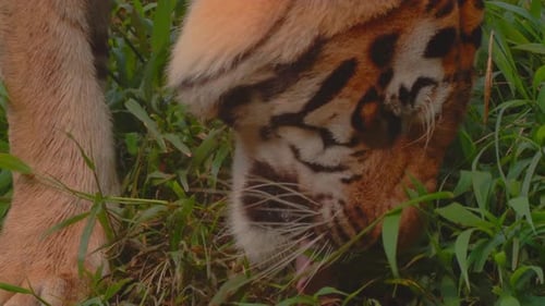 Forest Tiger 4K