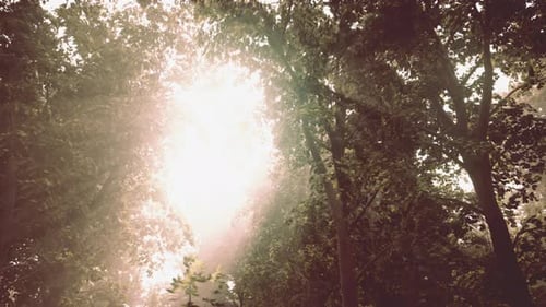 Panoramic View of the Majestic Evergreen Forest in a Morning Fog