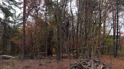 Low-altitude drone view of quiet forest with bare trees and fallen leaves in autumn season.