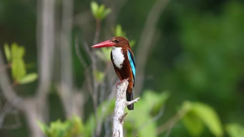 Whitethroated Kingfisher Perched on Branch in Natural Habitat