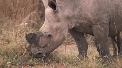 Un petit rhinocéros blanc paissant sur l'herbe dans la savane africaine.