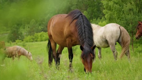 Group of wild horses eating the grass on the field. Wide shot during summer.