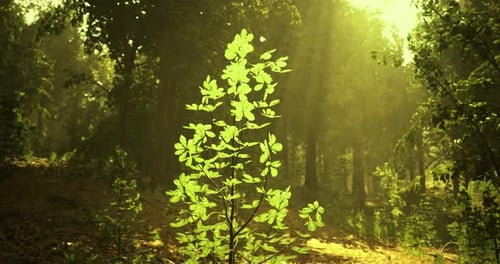 Sunlight Filters Through Trees Highlighting New Green Growth in Forest