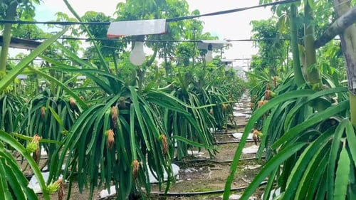 Dragon Fruit Crops at Rural Farm in Daytime