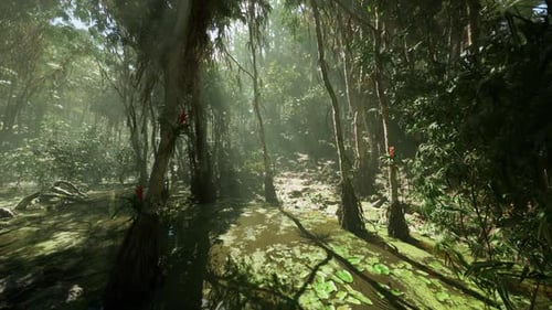 Lush Green Jungle Swamp Landscape with Sunlight Streaming Through Trees