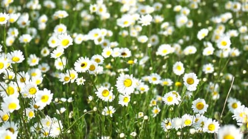 Chamomile White Daisy Flowers in a Field of Green Grass Sway in the Wind at Sunset Chamomile Flowers
