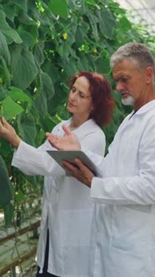 Scientists Examining Plants in a Greenhouse