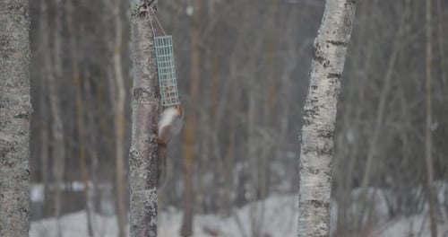 Ardilla esponjosa robando comida para pájaros en el tronco de un árbol joven, vista inclinada hacia arriba