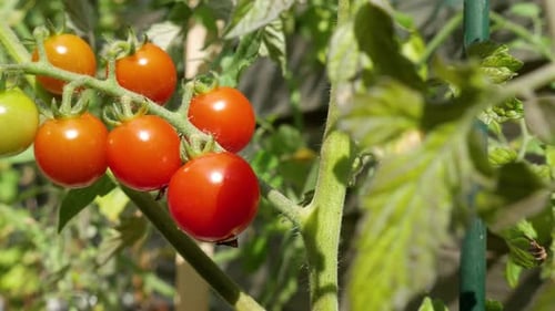 A bunch of ripening tomatoes on a tomato bush in the sun.