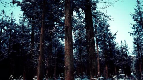 Winter Pine Tree Forest with Snow on Trees