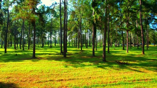 Drone is flying in the pine forest above the lawn with sunlight