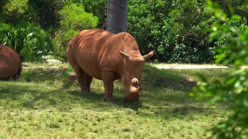 Großes Landtier, südliches Breitmaulnashorn, Ceratotherium simum simum, schlammbedeckt, liegend o
