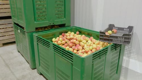 Freshly Harvested Apples in Warehouse Containers