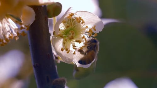 Bee gathering pollen from a small white flower
