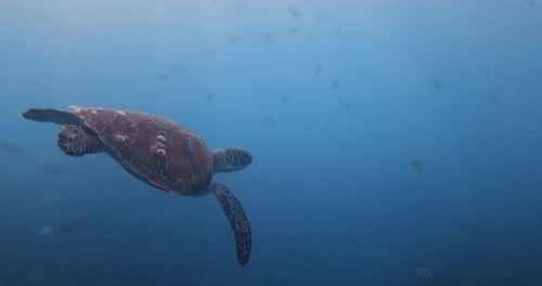 Meeresschildkröte schwimmt im blauen Ozean, Nahaufnahme, Zeitlupe