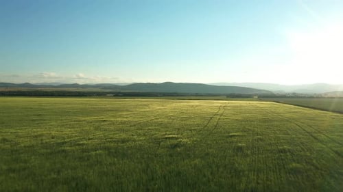 Aerial View of Endless Green Field with Crop Plant
