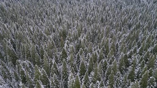 The Camera Flies Over a Dense Snowcovered Forest of Evergreen Trees