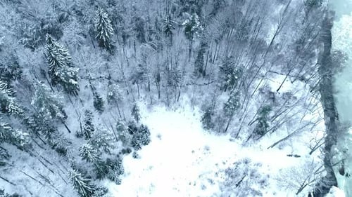 Top down aerial shot of a white snow-covered pine forest during the freezing winter.