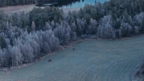 Luftaufnahme von Elchen, die im Winter auf einem schneebedeckten Feld weiden.