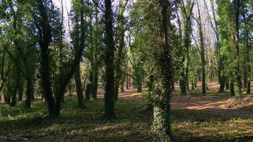 Woods With Tree Trunks Covered In Vines During Daylight. Pan Right Shot