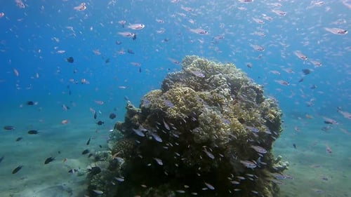 Millionen kleiner Glasfische schwimmen und fressen über einem Korallenkopf im Sand