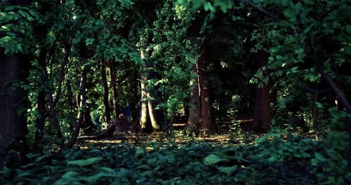 A Serene Forest Setting with Lush Greenery and Dappled Sunlight