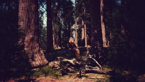 Séquoias géants en été dans la forêt sombre du parc national de Sequoia