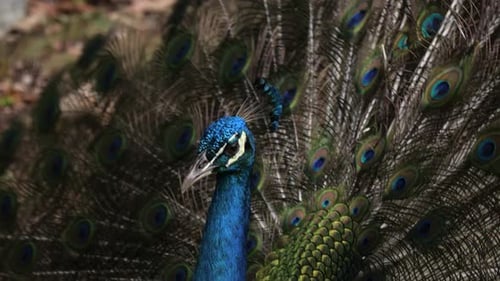 Close-Up Peacock Displaying Colorful Feathers in the Sunlight