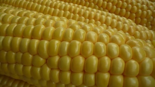 Close Up of Yellow Corn on the Cob
