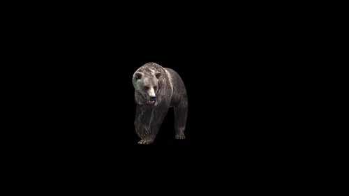Bear Stand Angry Breathing